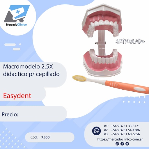 [7500] Macromodelo 2.5X didáctico p/ cepillado - Easydent