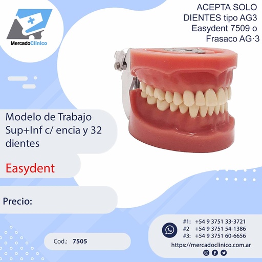 [7505] Modelo de Trabajo Superior + Inferior c/ encia y 32  dientes - Easydent