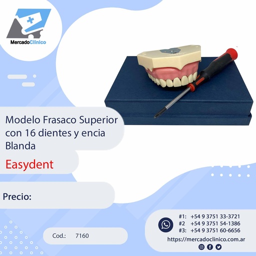 [7160] Modelo Frasaco Superior con 16 dientes y encia Blanda - Easydent