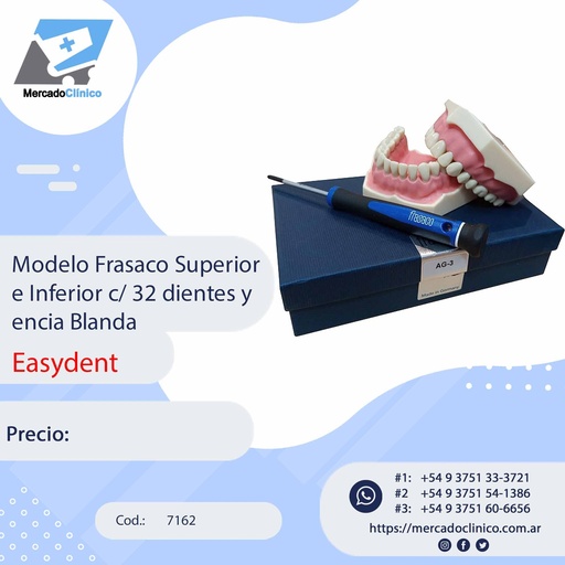 [7162] Modelo Frasaco Superior e Inferior c/ 32 dientes y  encia Blanda - Easydent